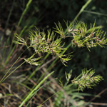 Poa bulbosa