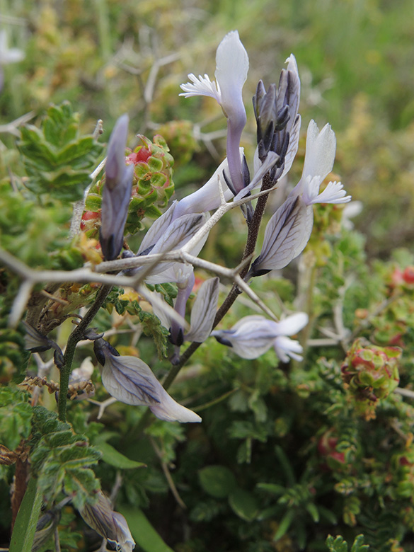 Polygala venulosa
