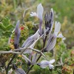 Polygala venulosa