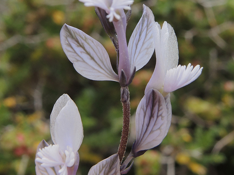 Polygala venulosa