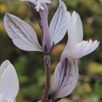 Polygala venulosa