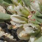 Polygonum maritimum