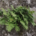 Polypodium cambricum