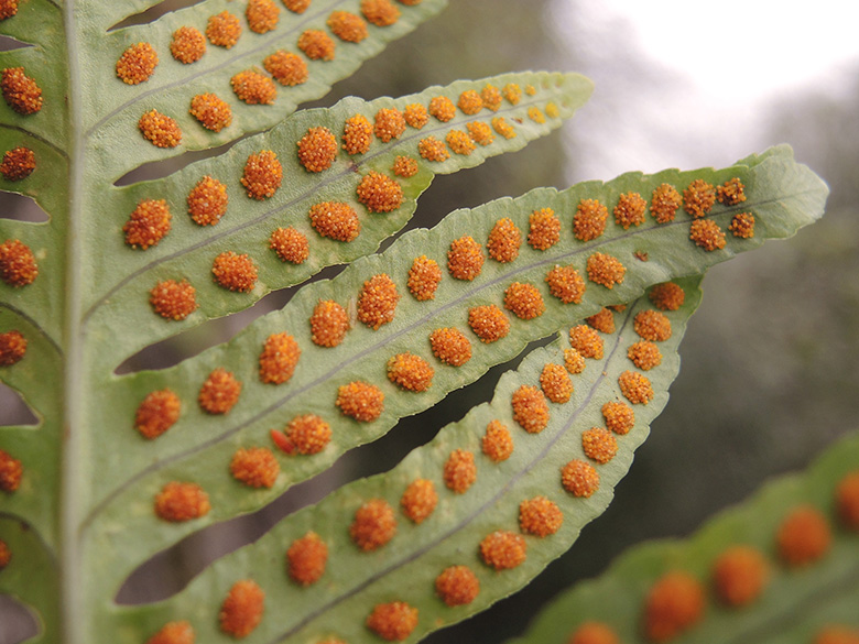 S&uuml;dlicher T&uuml;pfelfarn