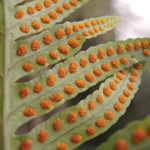 Polypodium australe