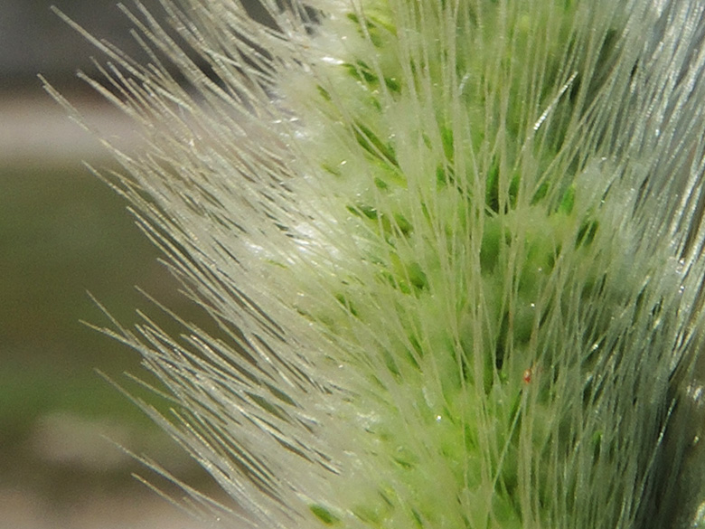 Polypogon maritimus