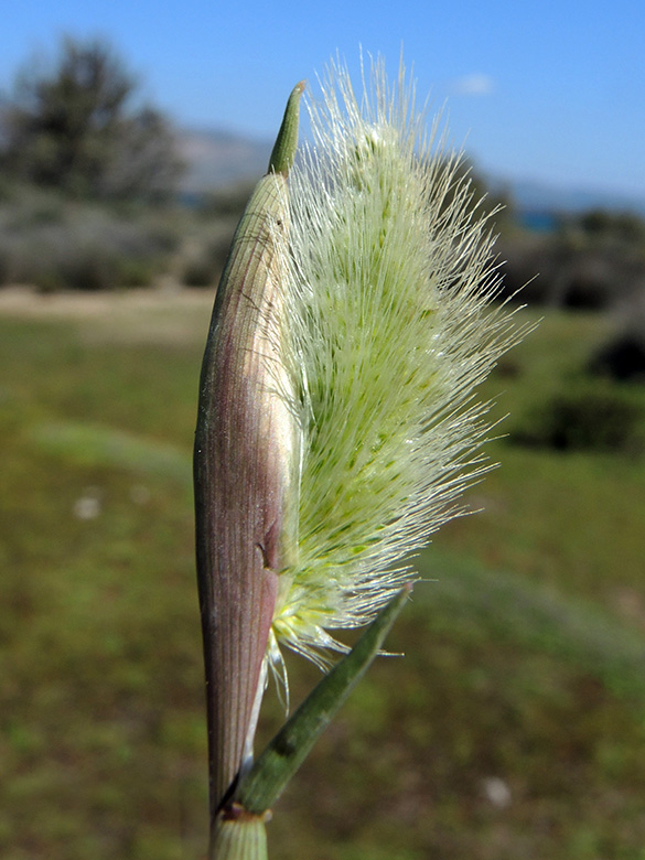 Polypogon maritimus