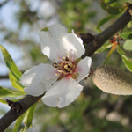 Prunus webbii