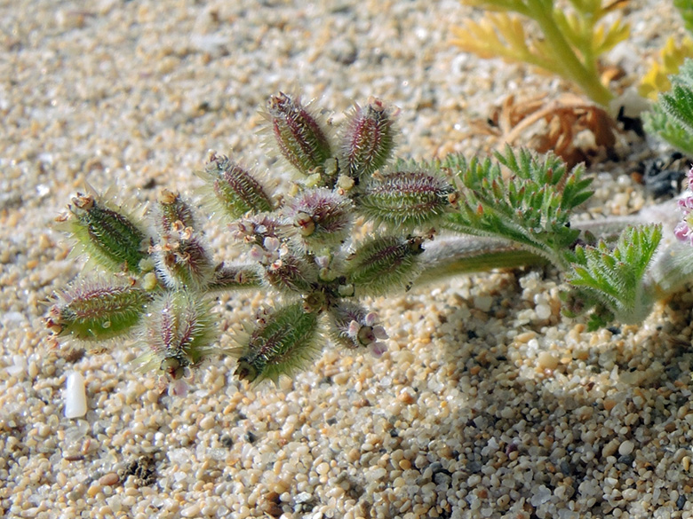 Pseudorlaya pumila