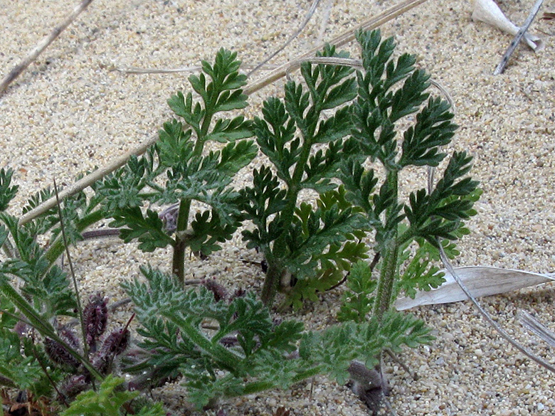 Pseudorlaya pumila