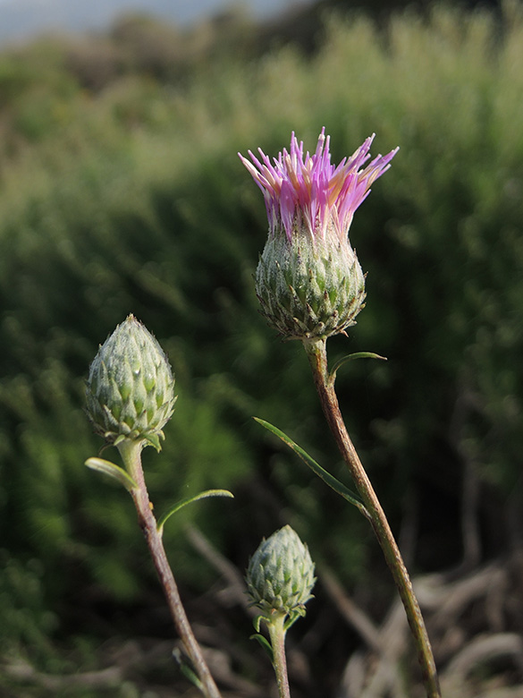 Ptilostemon chamaepeuce