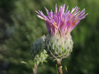 Ptilostemon chamaepeuce