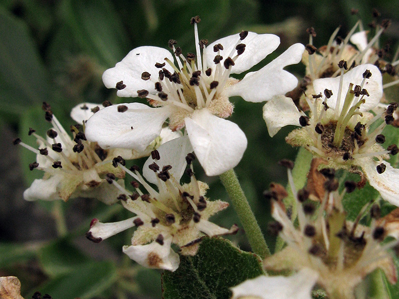 Pyrus amygdaliformis