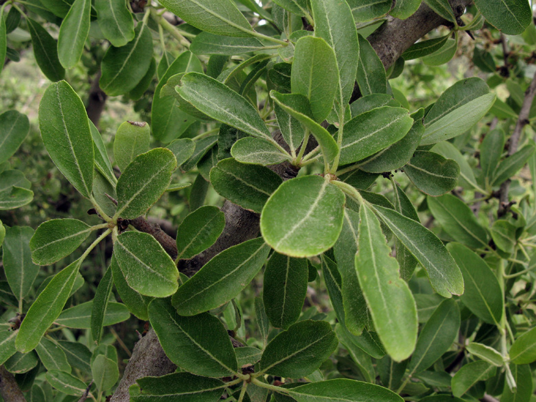 Pyrus amygdaliformis