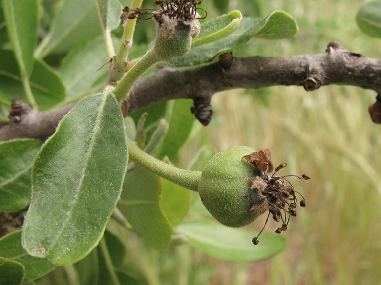 Pyrus amygdaliformis