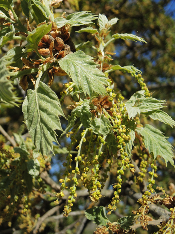 Quercus ithaburensis