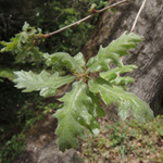 Quercus pubescens