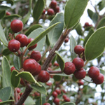 Rhamnus alaternus