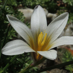 Romulea bulbocodium