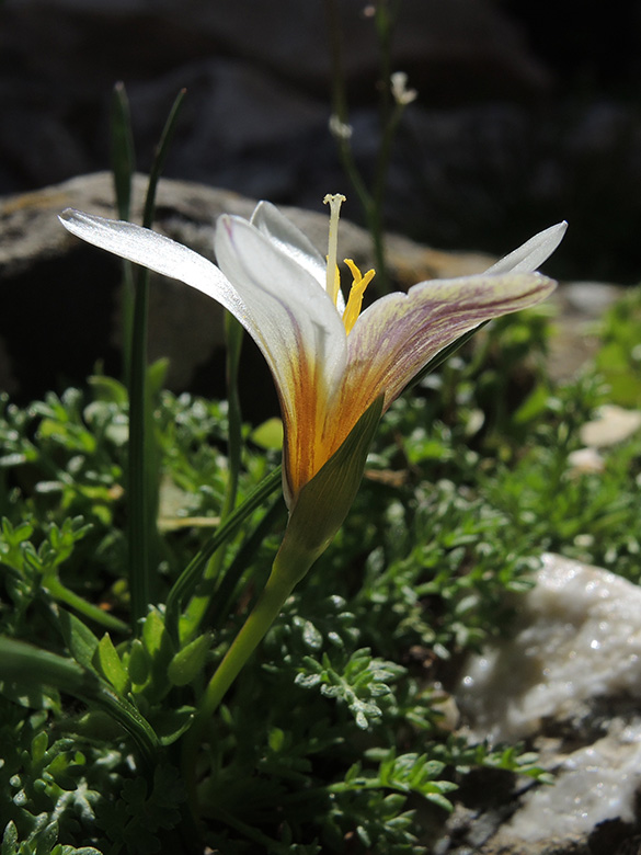 Romulea bulbocodium