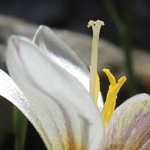 Romulea bulbocodium