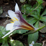 Romulea bulbocodium