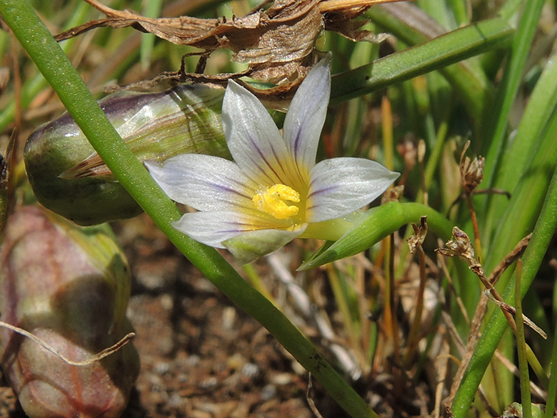 Romulea ramiflora