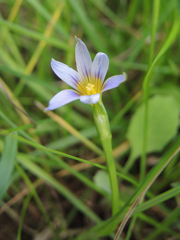 Romulea ramiflora