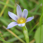 Romulea ramiflora