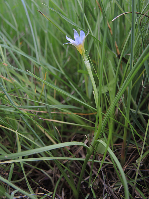 Romulea ramiflora