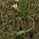 Romulea ramiflora