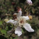 Rubus sanctus