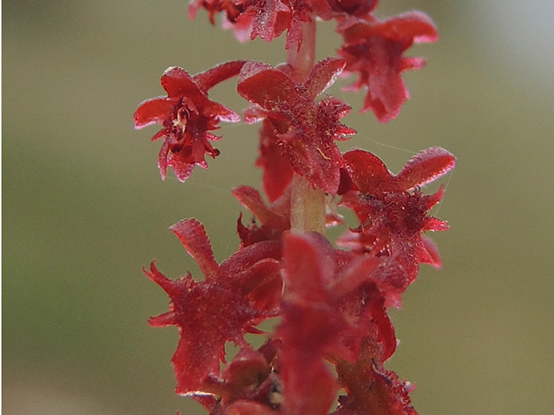 Rumex bucephalophorus