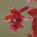 Rumex bucephalophorus