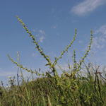 Rumex conglomeratus