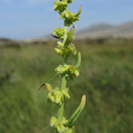 Rumex conglomeratus