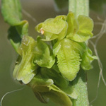 Rumex conglomeratus