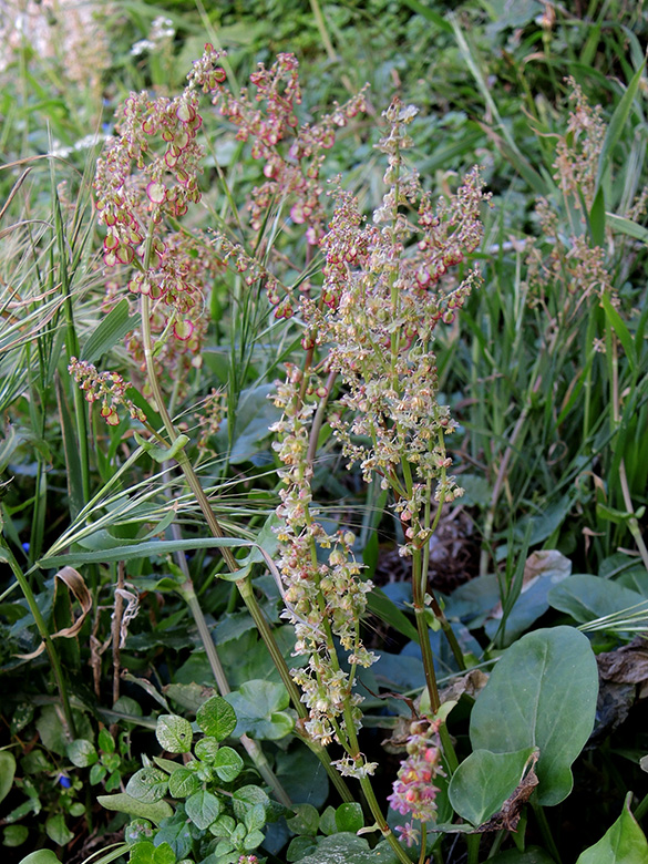 Rumex tuberosus creticus