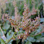 Rumex creticu
