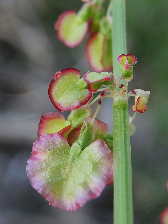 Rumex tuberosus creticus