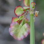 Rumex creticus