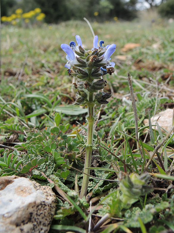 Salvia verbenaca