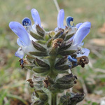 Salvia verbenaca