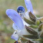 Salvia verbenaca