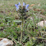 Salvia verbenaca