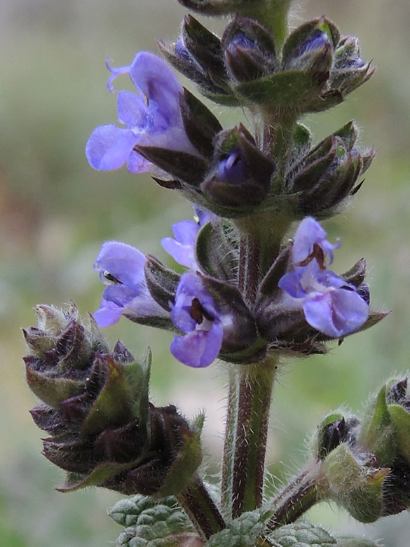 Salvia verbenaca