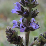 Salvia verbenaca