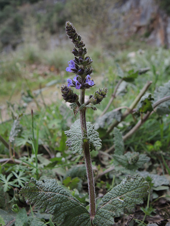 Salvia verbenaca