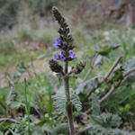Salvia verbenaca