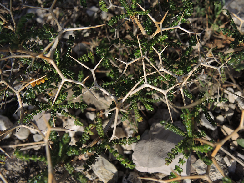 Sarcopoterium spinosum